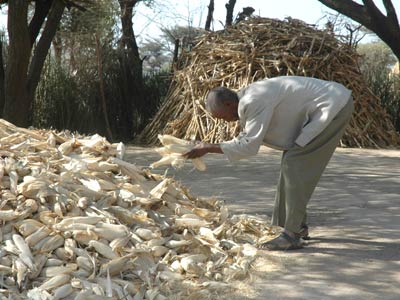 Balcha tends to his crop
