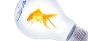 Fish Bulb