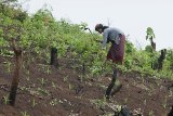 Woman cultivating her field, Laos – ©CARE -Jonathan Drake